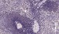 PI3-kinase p110 subunit beta Recombinant Rabbit mAb